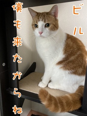 ベルビル115