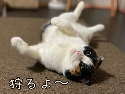 いよ484