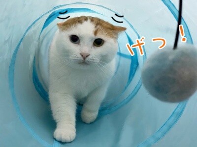 りよ243