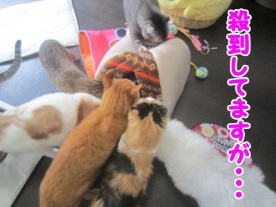 その他 (7)