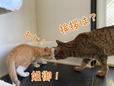 琢6