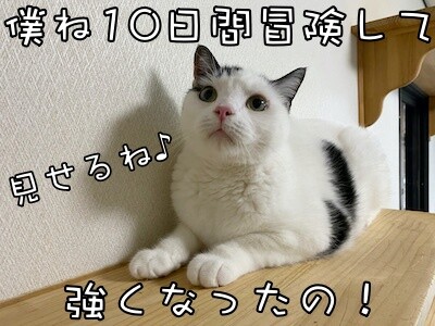 ココナッツ17
