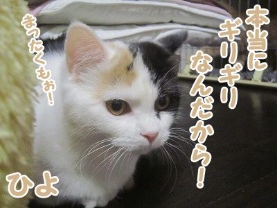 ひよ (4)