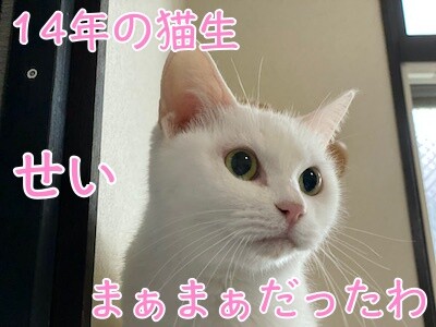 せい22