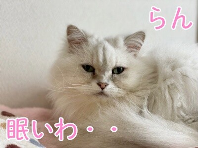 らん204