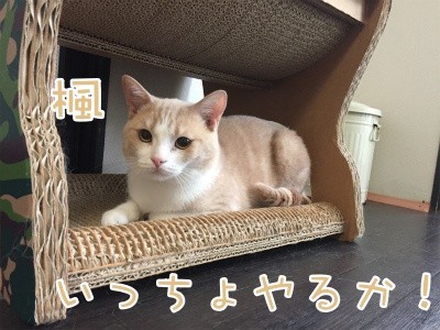 楓172