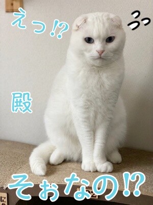 殿958