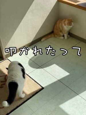 珠若706