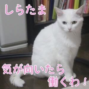 しらたま14