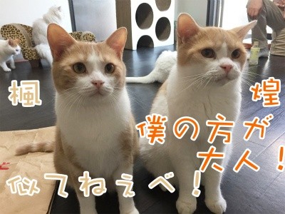 みんな1286
