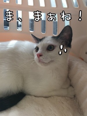 ココナッツ14