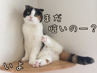 いよ231
