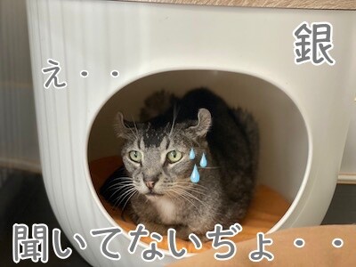 銀556