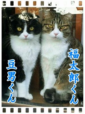 福豆