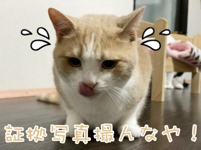 楓694