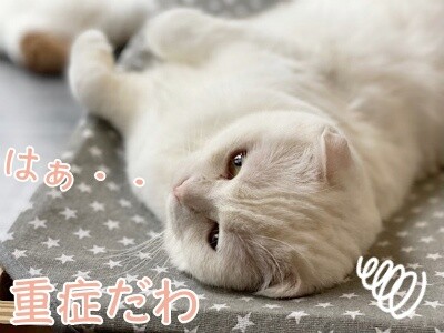 ひめ345