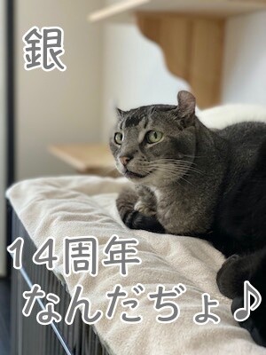 銀500