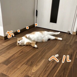ベル15