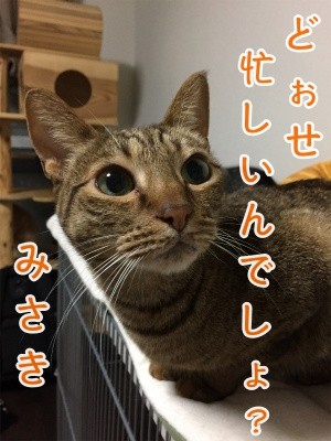 みさき95