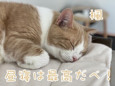楓752