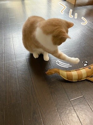楓15