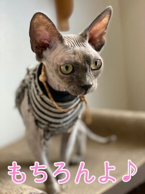 ハゲ族19