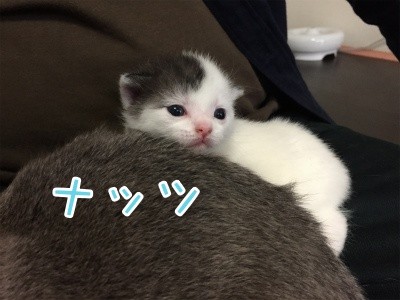 ひよチビ31
