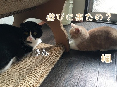 澪20