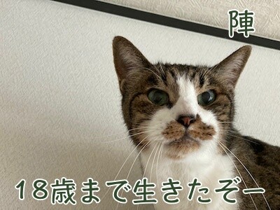 陣5