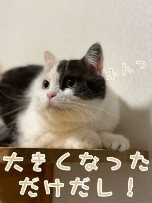 ひよ48