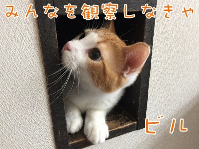 ベルビル40