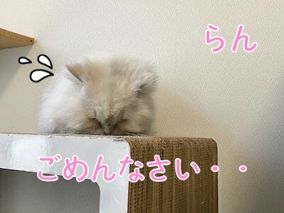 らん34