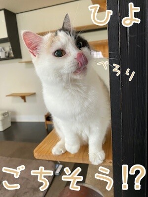 ひよ15