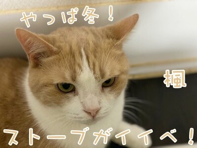 楓1349