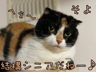 そよ232