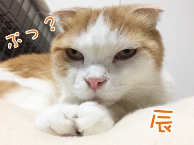 辰249