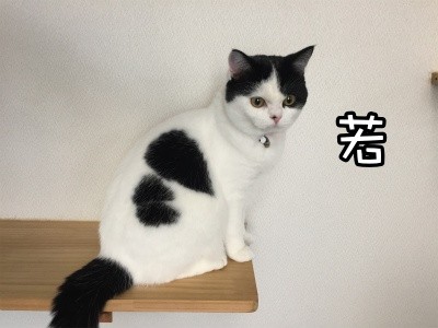 珠若126