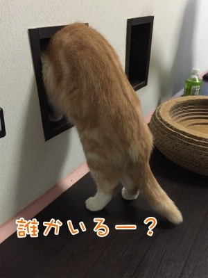 珠87
