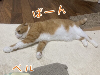 ベルビル157