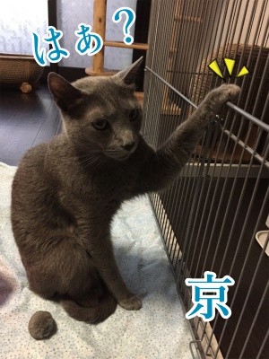 京132