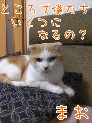 まお114
