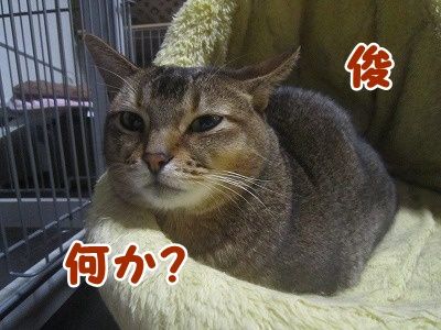 俊 (3)