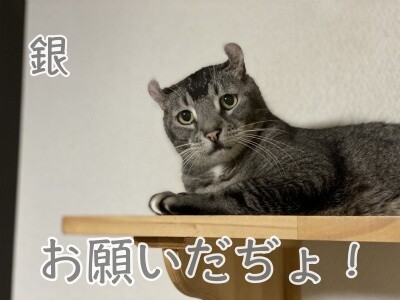 銀368