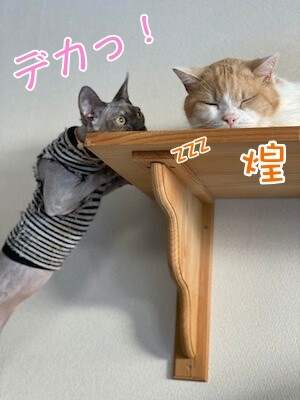 ハゲ族21