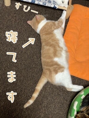 楓905