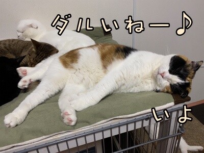 いよ321