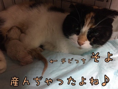 そよ69