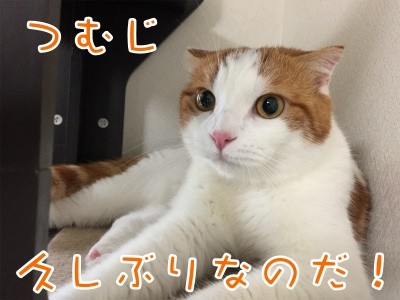 つ・ま41