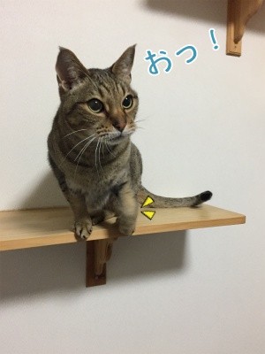 翔237