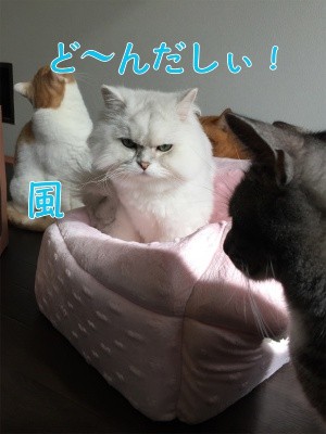風5